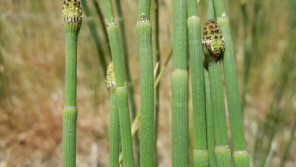 Loài cây cổ đại chưng cất nước kỳ lạ đến mức khiến giới khoa học nhầm tưởng dấu vết đến từ thiên thạch ngoài Trái Đất