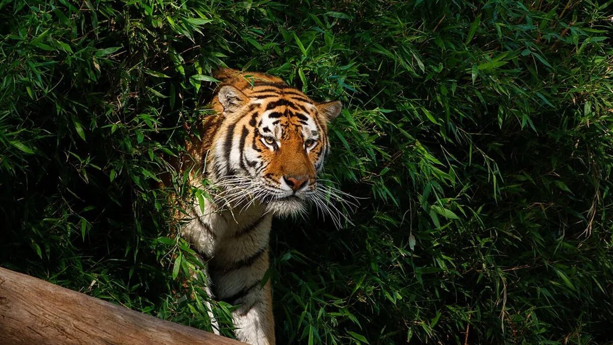 Vì sao động vật có vú hiếm khi sặc sỡ như chim cá và bò sát?