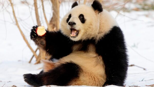 Cú lừa thế kỷ về khả năng sinh sản của gấu trúc: Tỷ lệ thành công 95% trong hoang dã nhưng lại bị con người ép tuyệt tự?