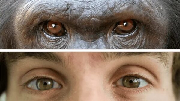 Tại sao con người có lòng trắng mắt rõ ràng trong khi phần lớn loài vượn lại có mắt tối màu?