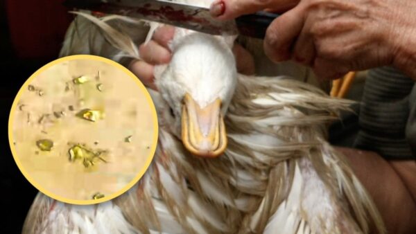 Mổ vịt phát hiện vàng thật trong dạ dày: Câu chuyện lạ ở Trung Quốc gây bão mạng xã hội