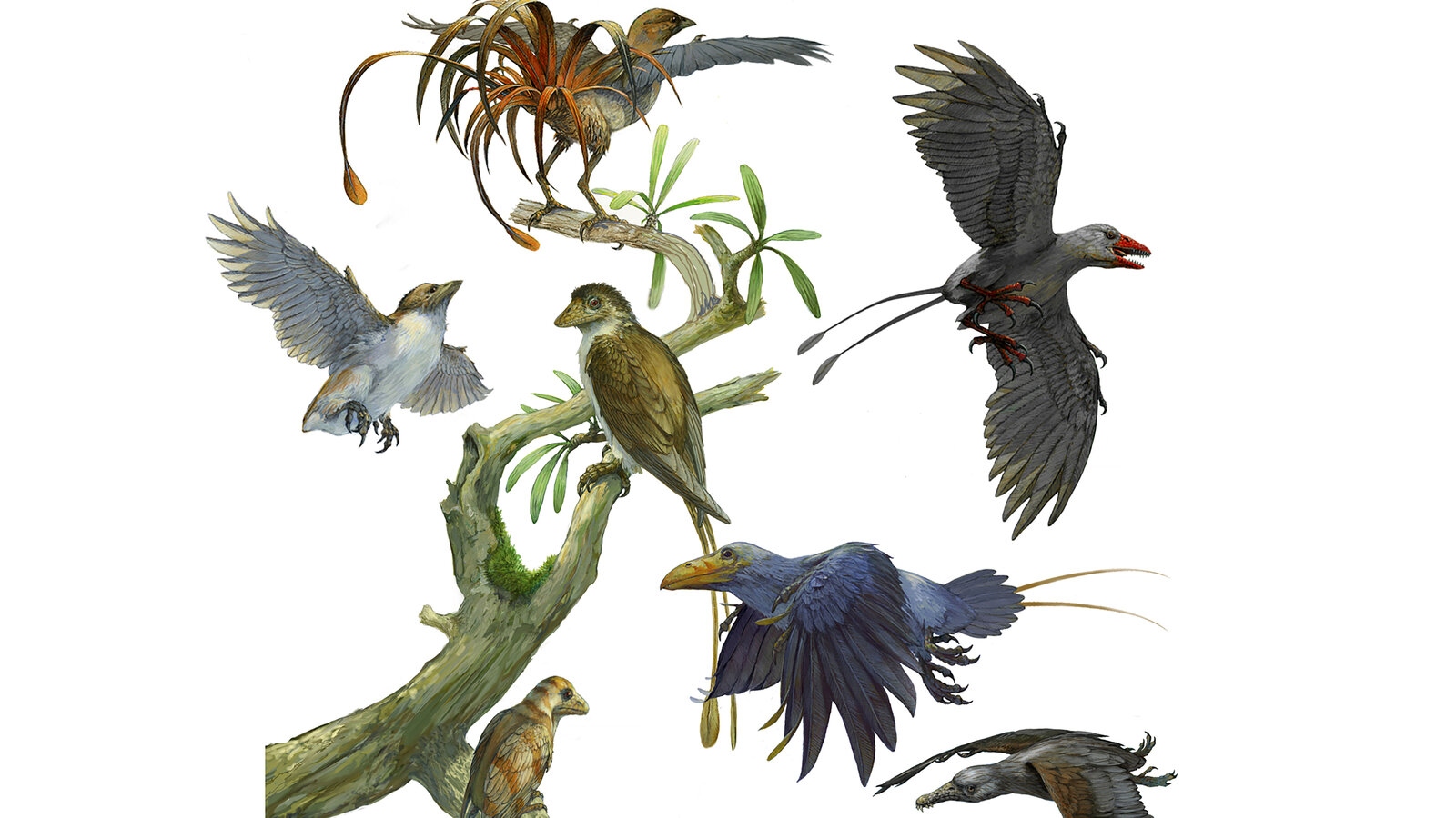 00sci-origins-birds-promo-videos-1778042340106-1778042340333990077655