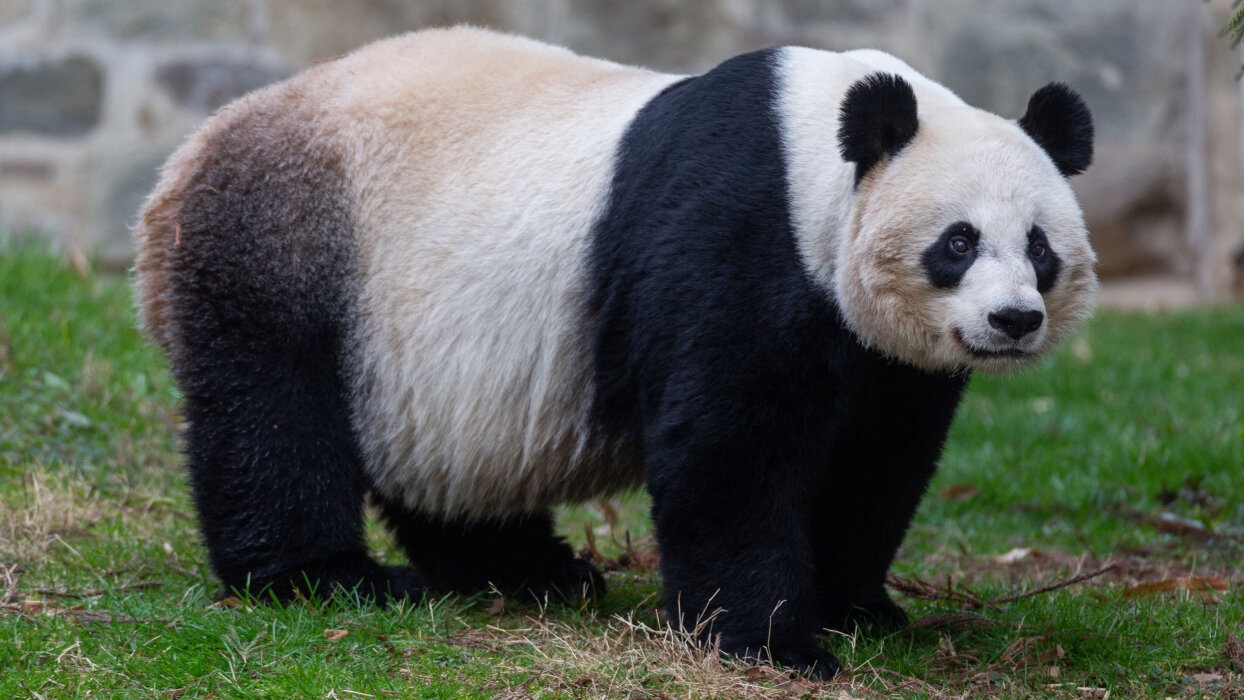 14-panda-baby-videosixteenbynine-1776050671300-1776050671422723546047-1