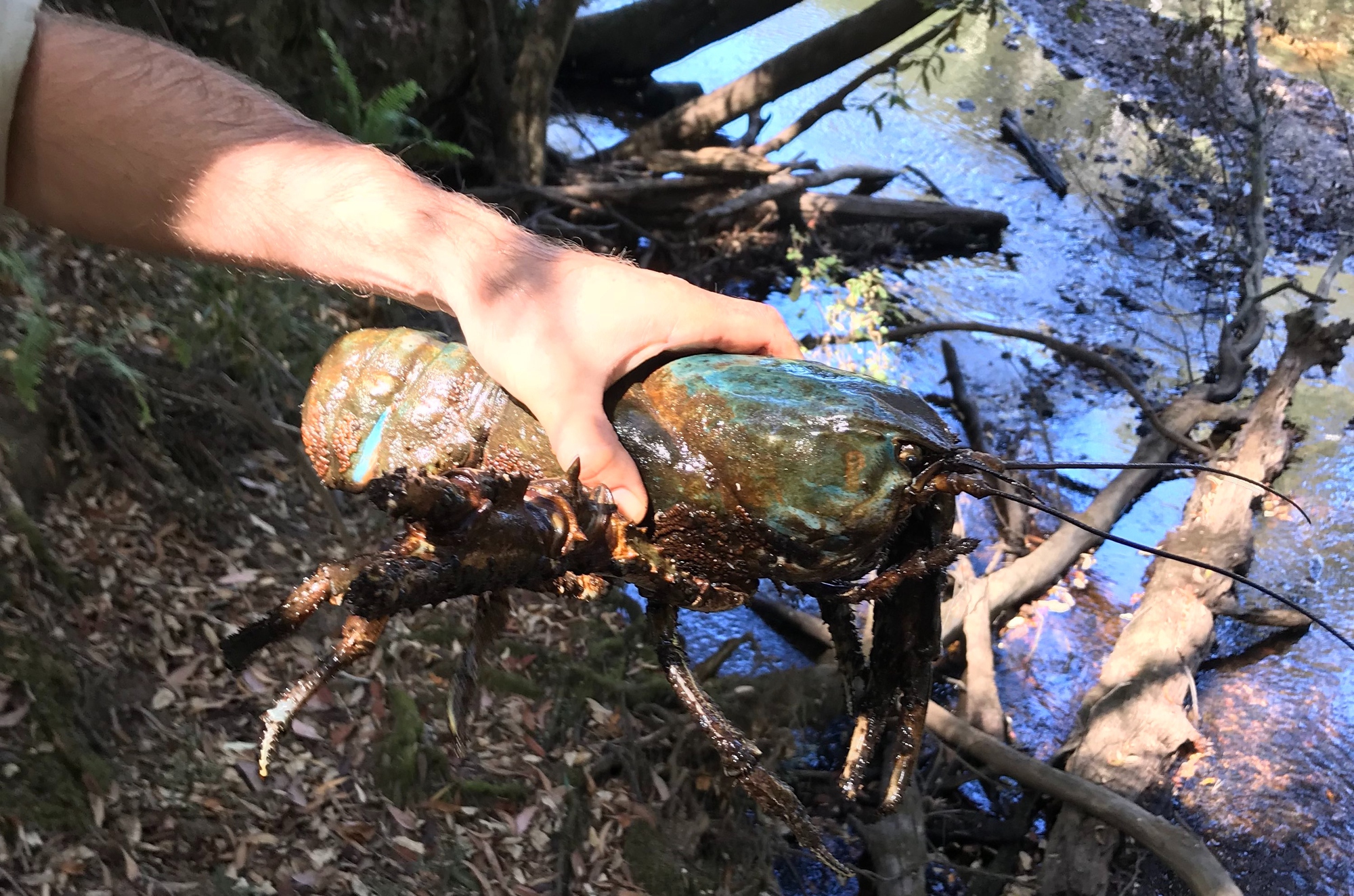 a-giant-lobster-by-any-other-na-1777347495263-17773474959151734632193-1