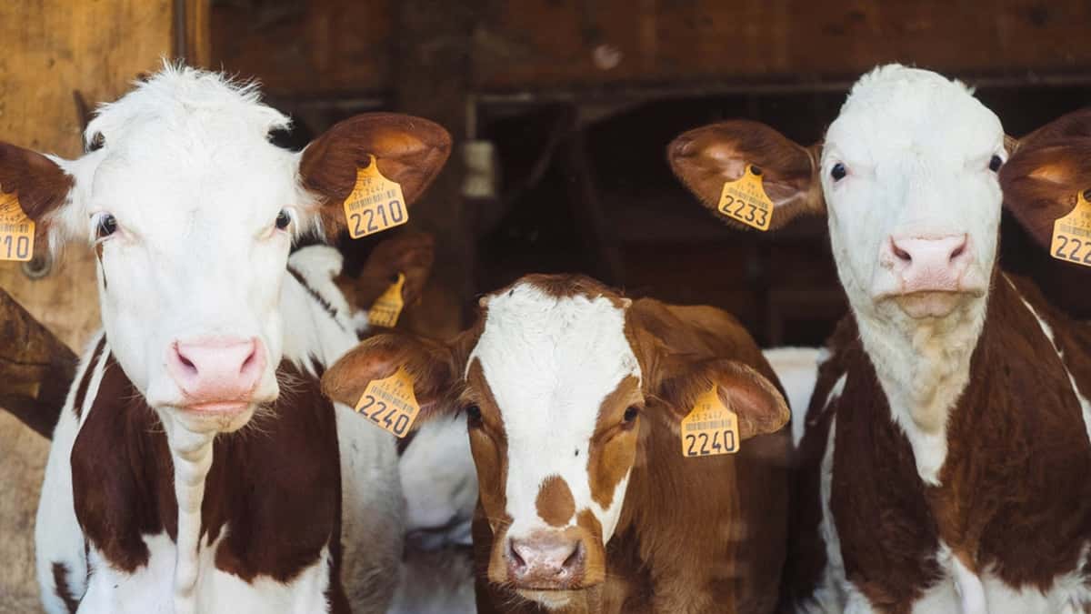 calves-1778143373715-17781433738721373960108