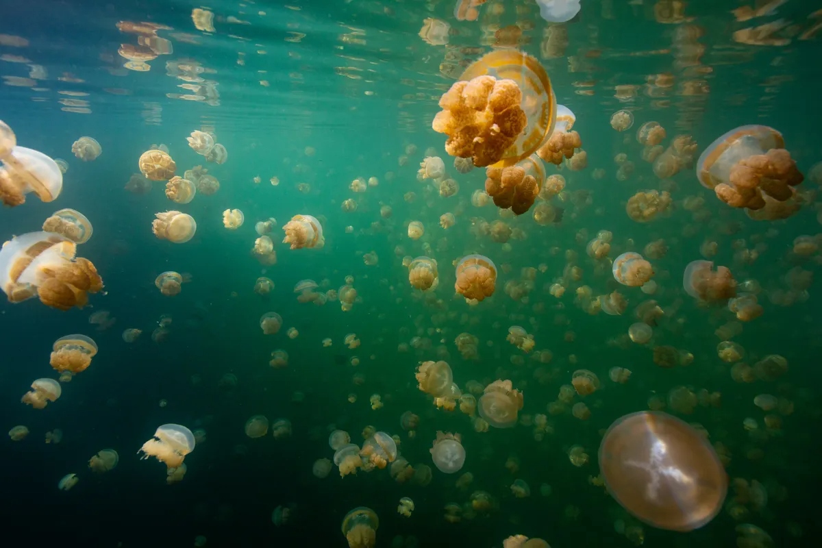 golden-jellies-l-1777688700205-1777688700573823555548