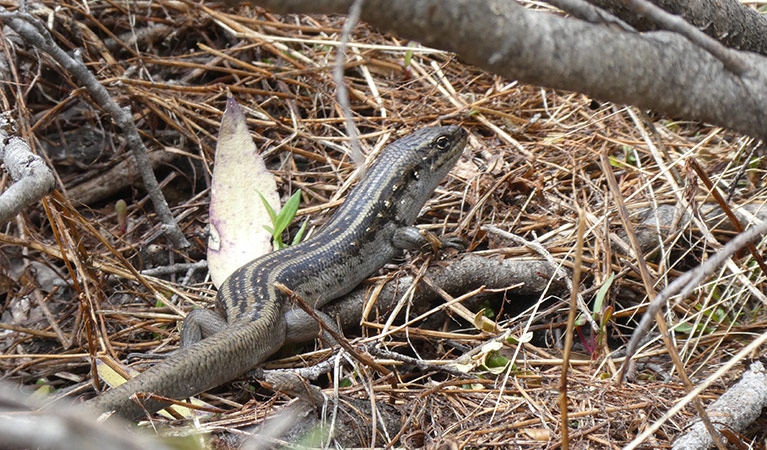 guthega-skink-adult-in-undergrow-1777136287849-17771362880151445899446-1