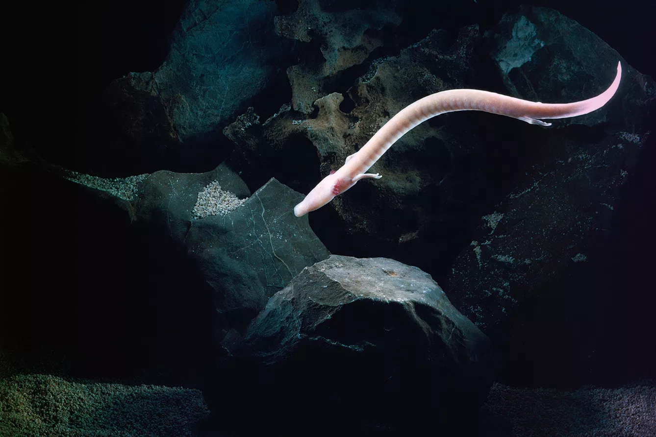 olm2-1776150688820-1776150689081459429824-1