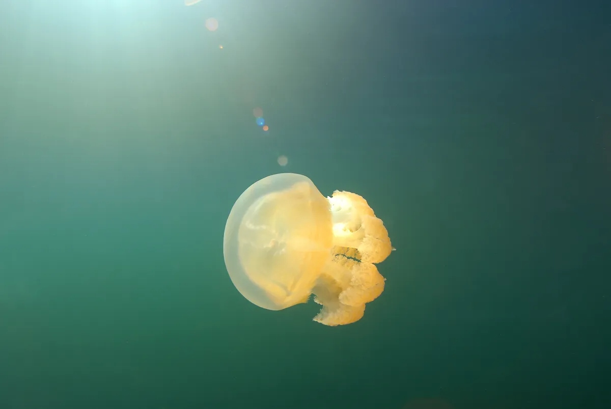 one-golden-jelly-l-1777688701578-1777688702283101146955