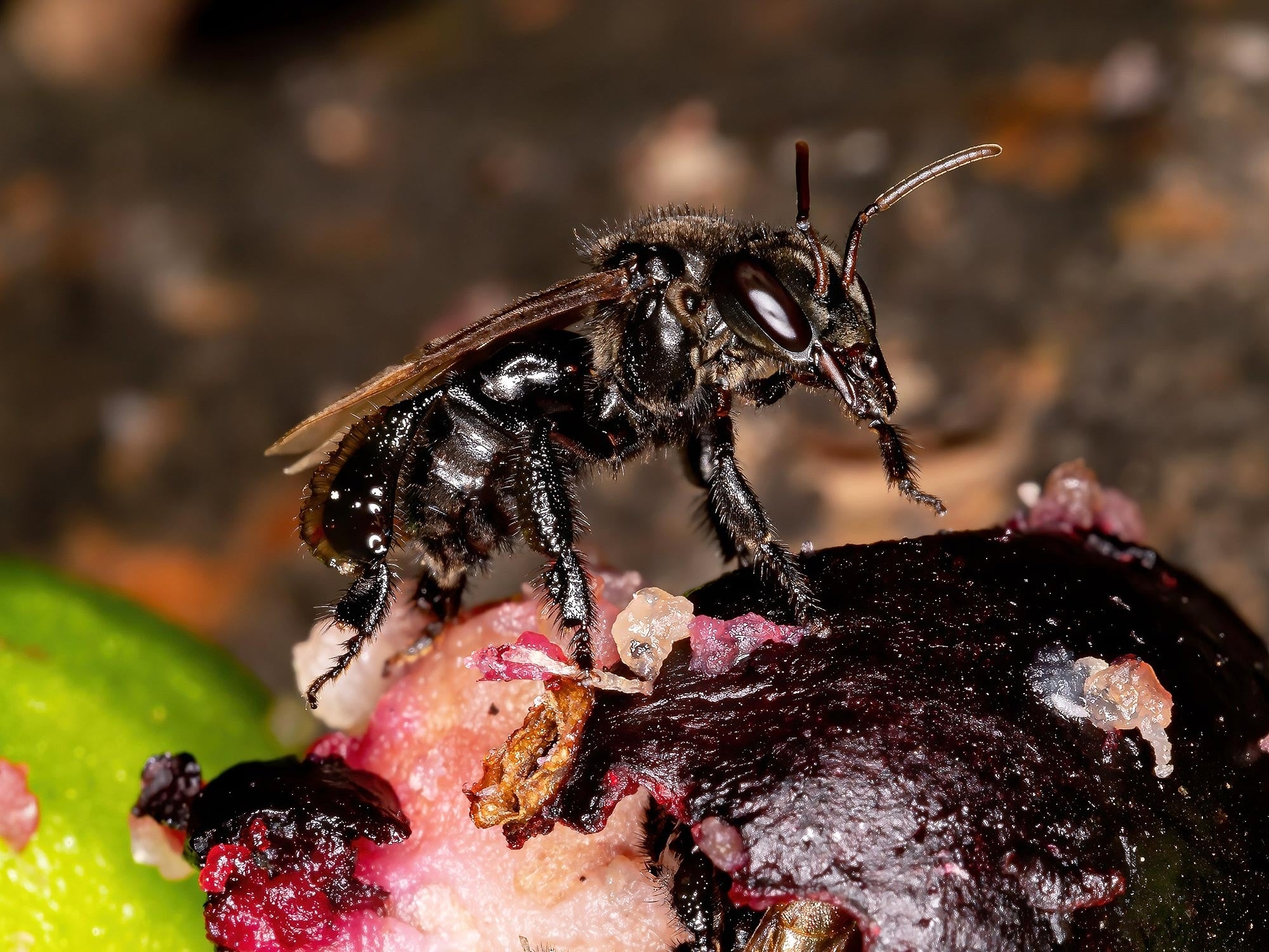 stingless-bee-1777350102744-17773501029931511332153-1