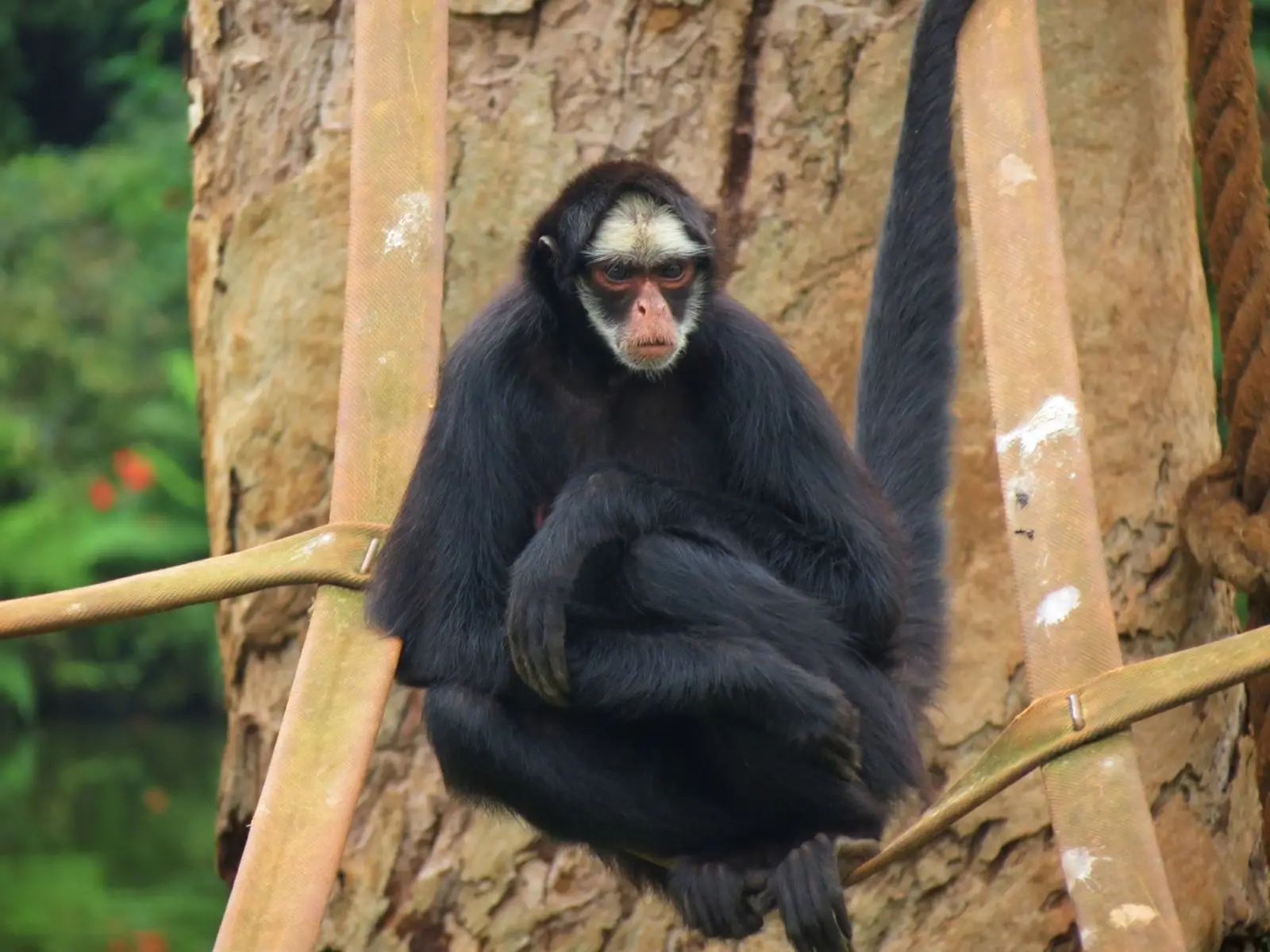 ateles-marginatus-1781071849771-1781071850218466738427