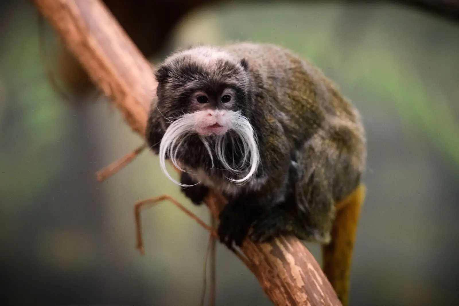 emperor-tamarin-on-branch-1781071851210-1781071851399862414707