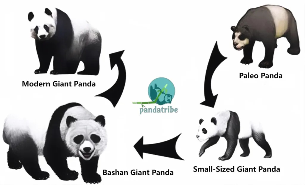 history-of-giant-panda-1024x621-1782449639194-17824496393751534045257