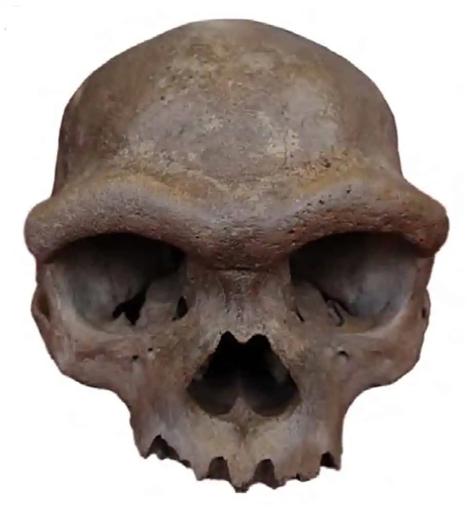 homolongiholotype-1781669160770-17816691609771818415148