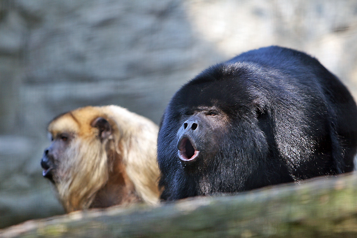 howlermonkey-1781071851906-17810718521932016407899