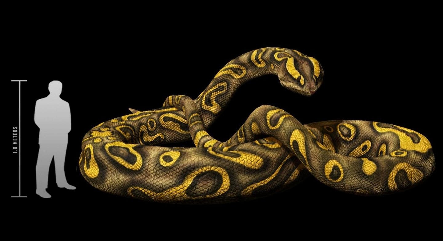 snake-1-1778128430410-17781284307481622434195
