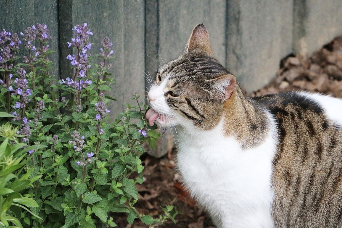 catnip-1-1785470697774-17854706979671778307469