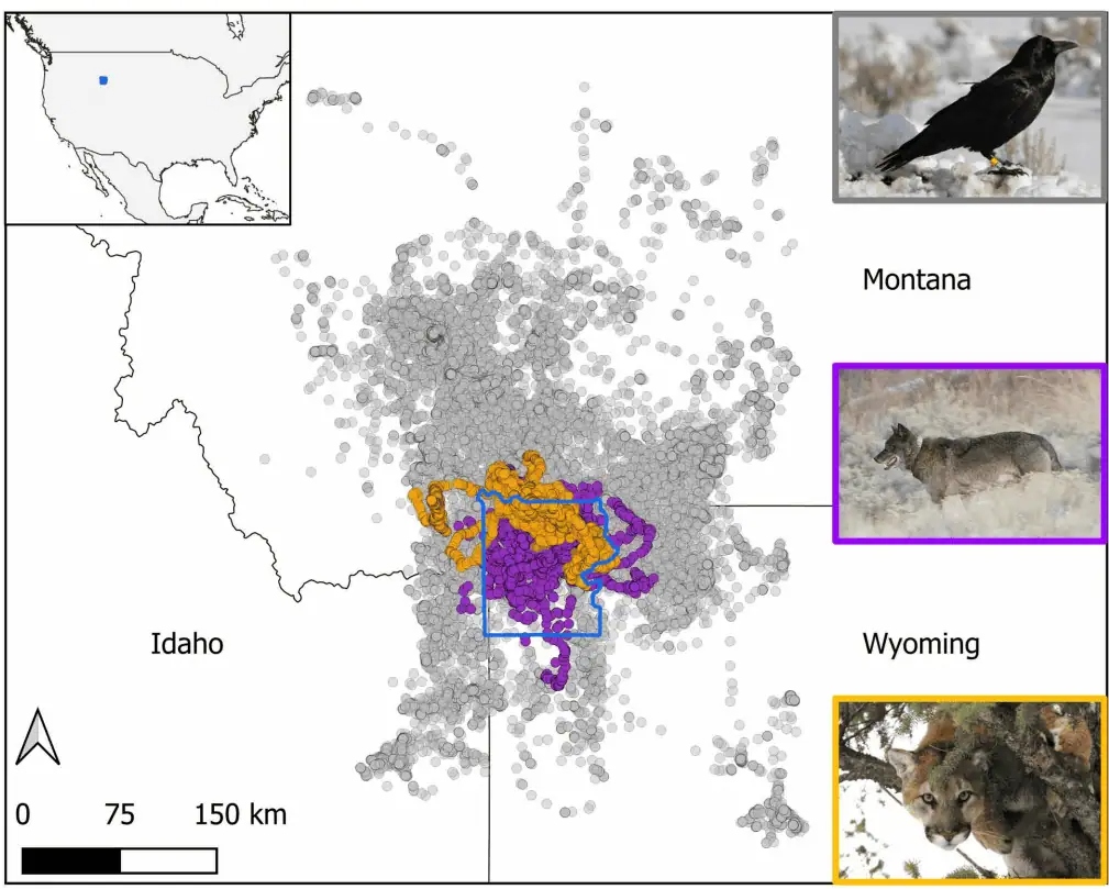 raven-kills-predators-1783051014597-17830510148992069981196 Hóa ra con người đã lầm: Loài quạ không hề bám đuôi ăn chực mà tự lập bản đồ dự đoán chó sói - Ảnh 2.