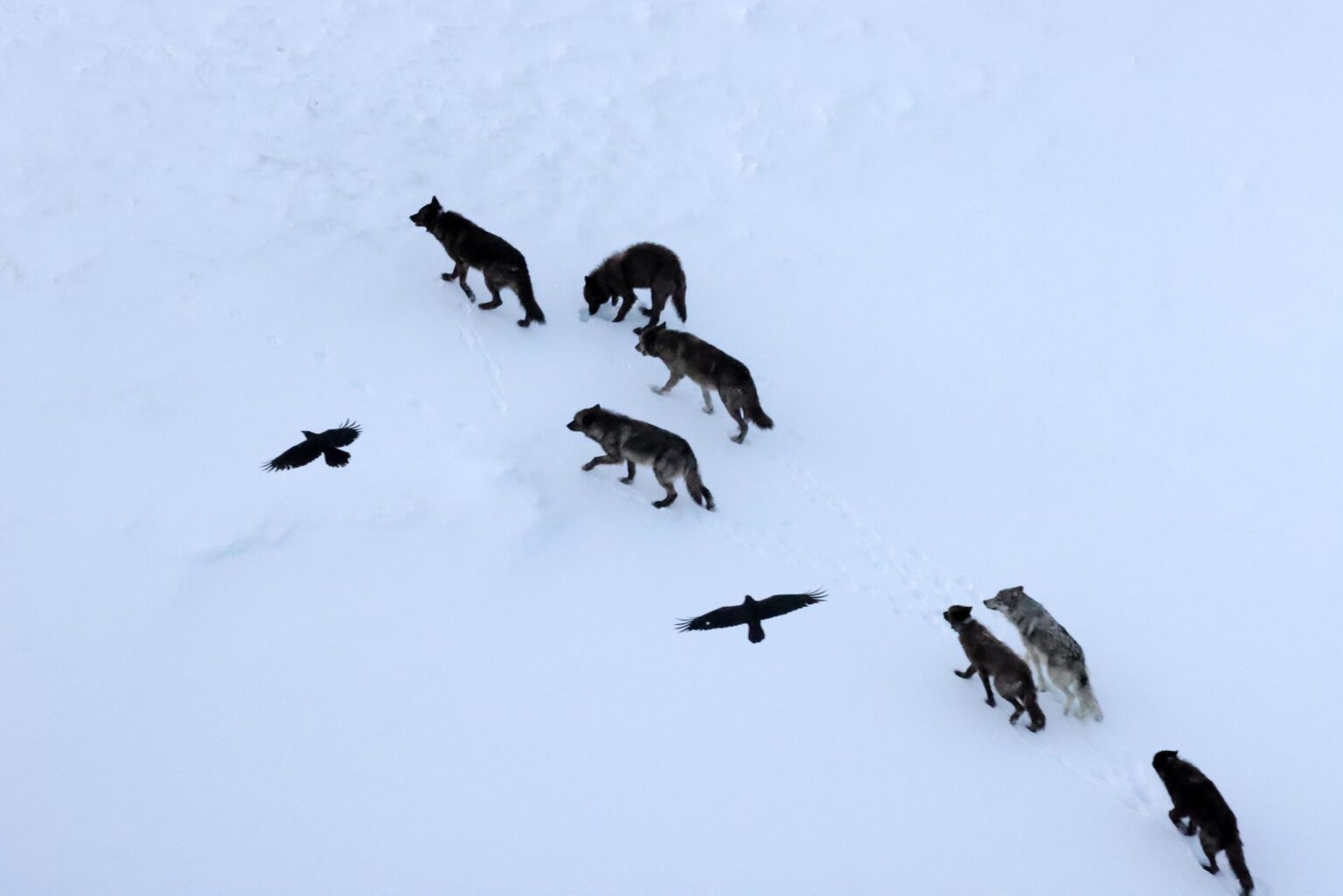 ravens-wolves-1536x1025-1783051012341-17830510128271394606673 Hóa ra con người đã lầm: Loài quạ không hề bám đuôi ăn chực mà tự lập bản đồ dự đoán chó sói - Ảnh 1.