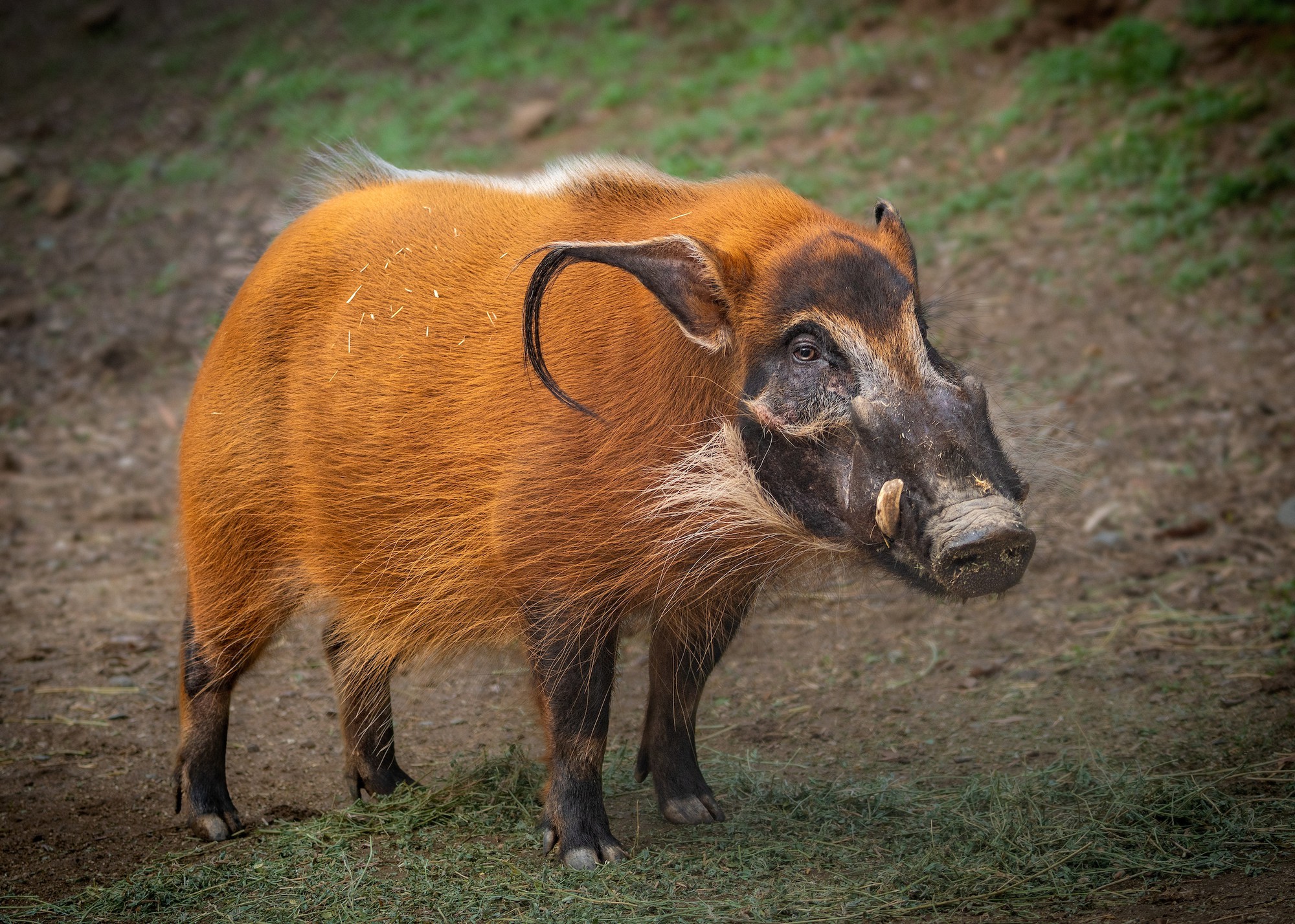 red-river-hog-male-jep9601-1785470553582-1785470553817101695883-1