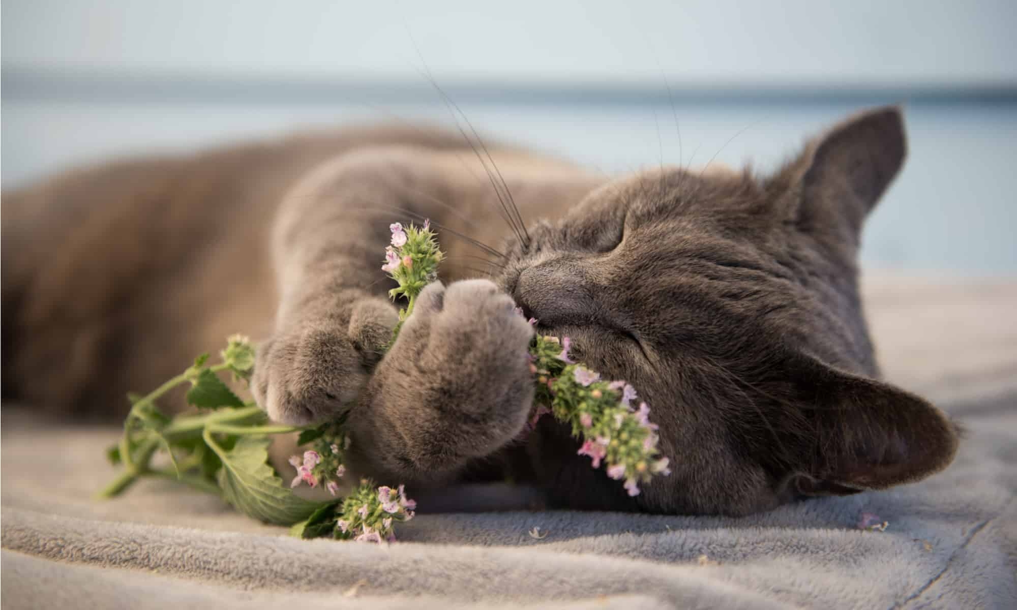 what-does-catnip-do-to-cats-head-1785470698628-17854706988841206903202